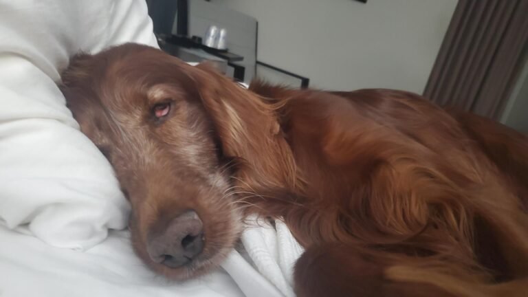 Dogs in Bed: Why I Sleep on 6 Inches of Mattress While My Irish Setter Lives Like a Tsar